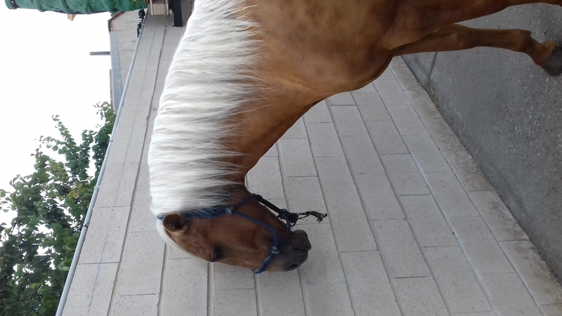 Potro Lusitano Perla - Potros Lusitano
