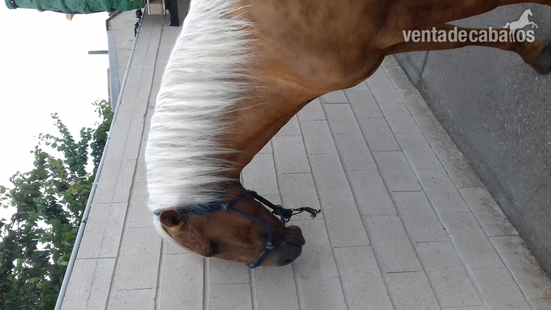Potro Lusitano Perla - Potros Lusitano
