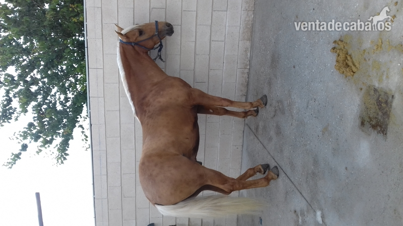 Potro Lusitano Perla - Lusitano