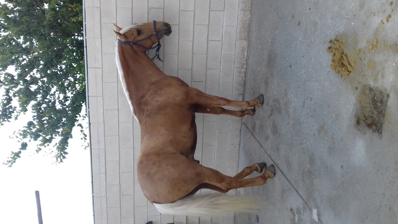 Potro Lusitano Perla - Lusitano