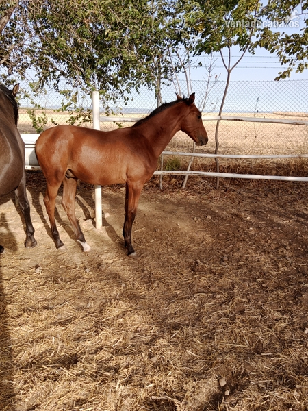 Hispano-Arabe {TYPE}