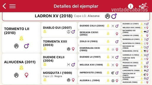 Caballos Pura Raza Española (P.R.E.) EMPTY - ATURDIMIENTO PRE-YEGUA DE PRIMERA CALIDAD PARA ADOPCIÓN