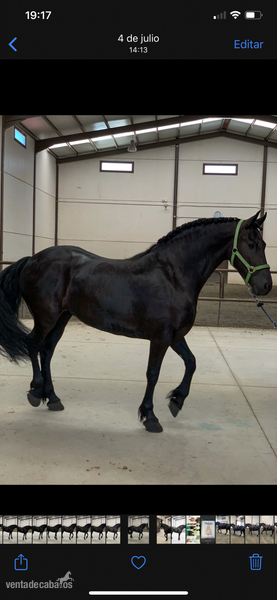 Frison 