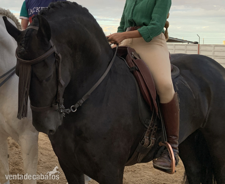 Frison  {TYPE}