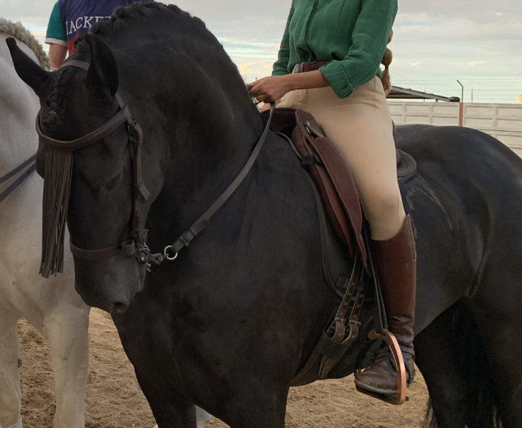 Frison  {TYPE}