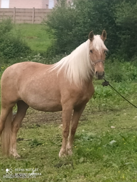 Se vende palomina in 