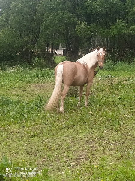 Lusitana