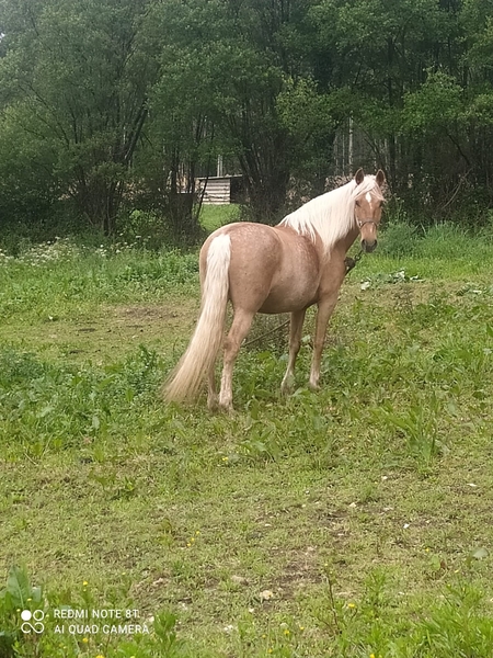 Lusitana