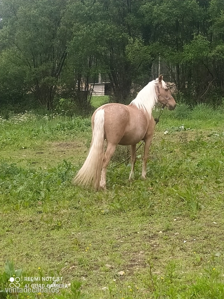 Lusitana {TYPE}