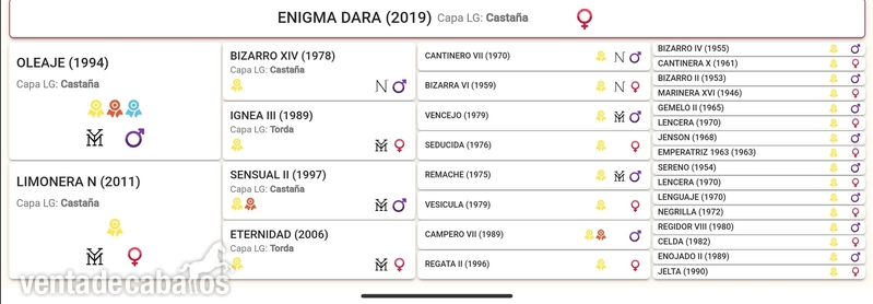 Potra española pura 3 años pony D  in 