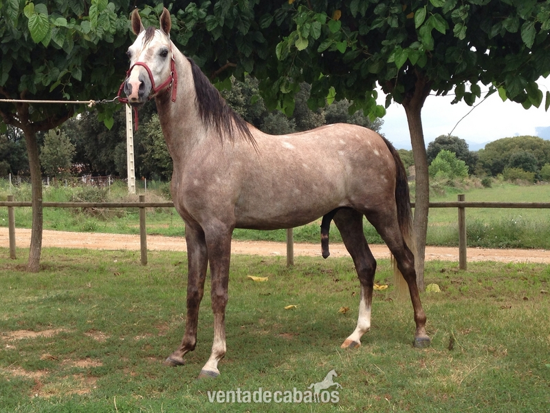 Caballo entero, 4 años, carta, 1.52/1.53m in 