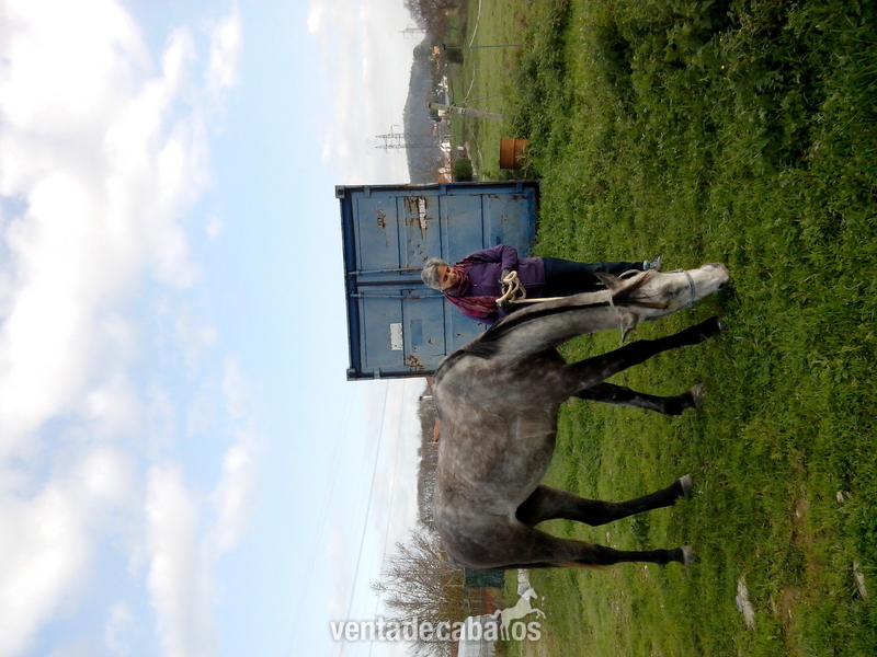 caballo anglo-arabe tordo in 