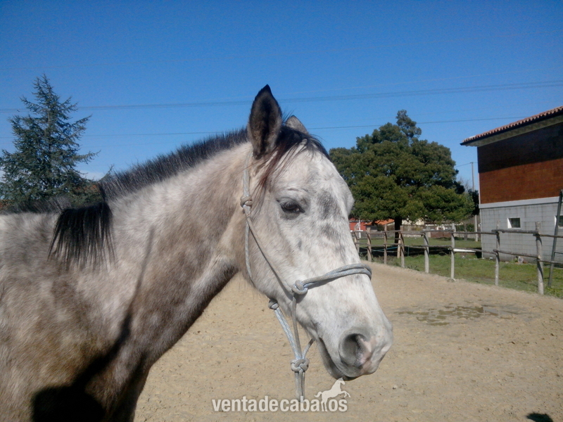 Caballos Capados Anglo-árabe - caballo anglo-arabe tordo