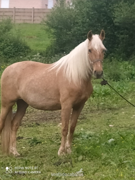 Se vende palomina in 