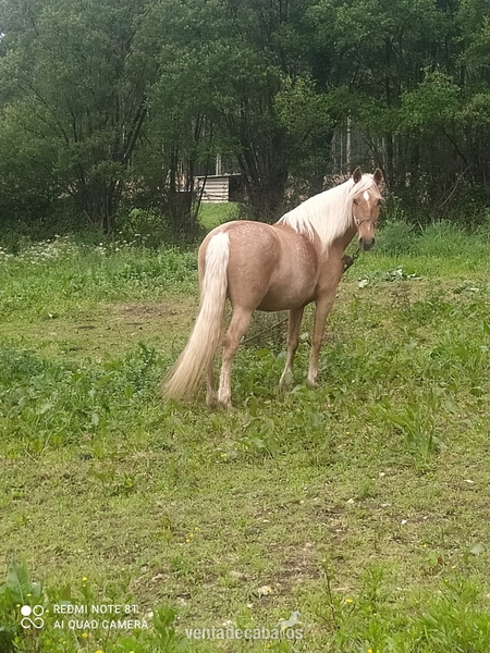 Lusitana