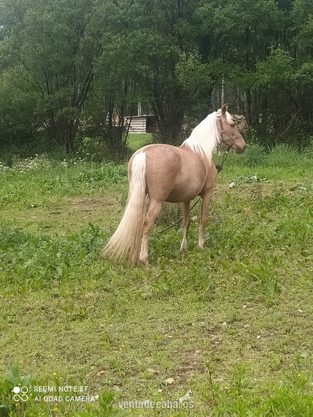 Lusitana {TYPE}