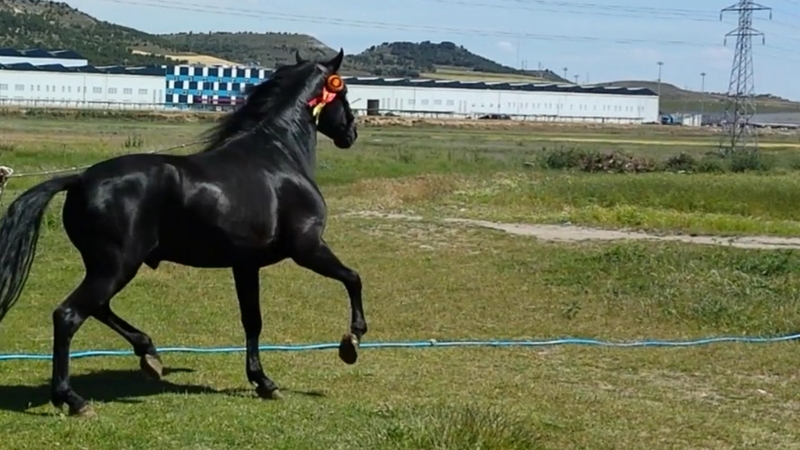 Pura Raza Española