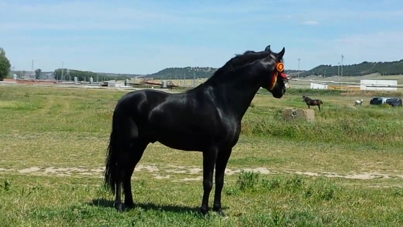 Pura Raza Española {TYPE}