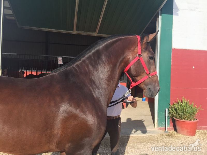 Caballos Pura Raza Española (P.R.E.) Pre - Bohorquez castańo doma clasica.