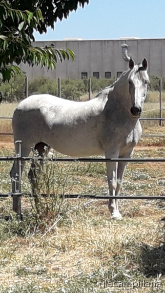 Pura raxa española {TYPE}