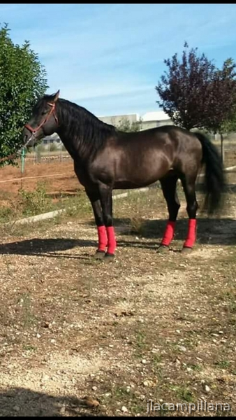 Caballos Pura Raza Española (P.R.E.) Pura raxa española - Se vende yegua pre