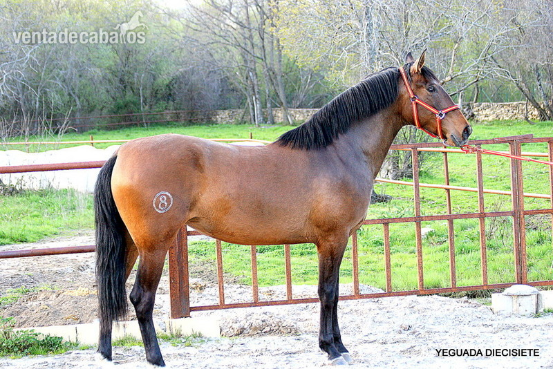 Y E G U A S   -:-    Y E G U A D A M I L I T A R - Caballos Pura Raza Española (P.R.E.) in 