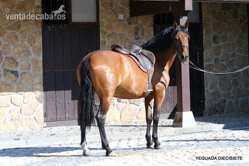 Y E G U A S   -:-    Y E G U A D A M I L I T A R - Caballos Pura Raza Española (P.R.E.)