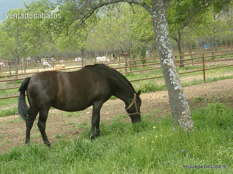 Caballos Pura Raza Española (P.R.E.) - Y E G U A S   -:-    Y E G U A D A M I L I T A R in 