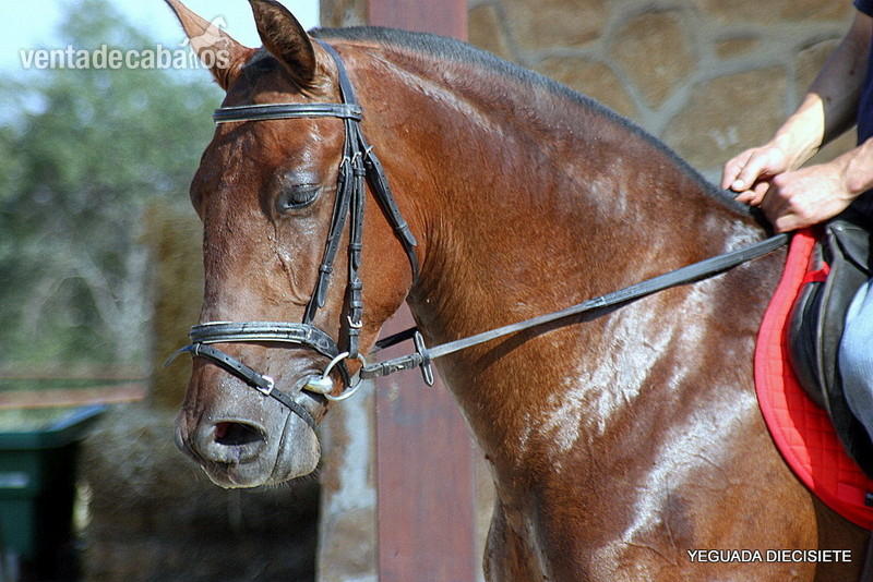 Caballos Pura Raza Española (P.R.E.) Pura Raza Española - Y E G U A S   -:-    Y E G U A D A M I L I T A R