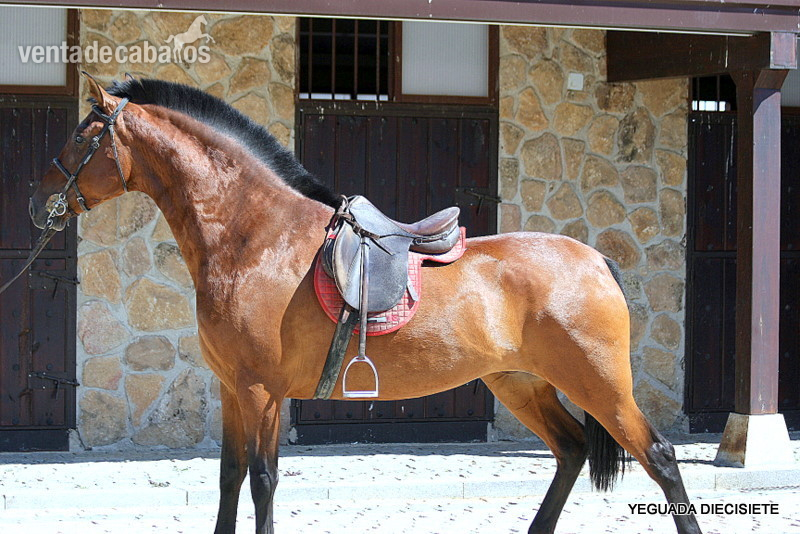 Y E G U A S   -:-    Y E G U A D A M I L I T A R - Caballos Pura Raza Española (P.R.E.)