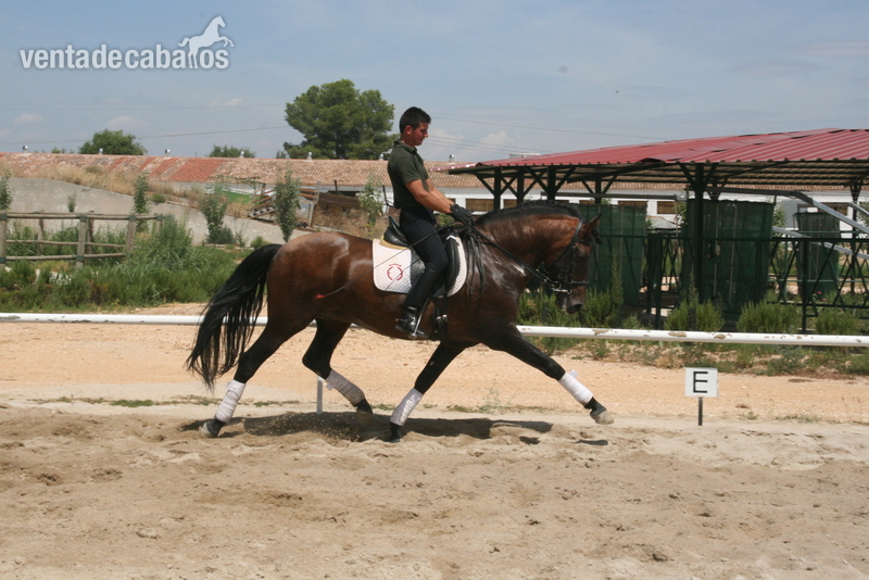CABALLO P.R.E. NIVEL SAN JORGE in 