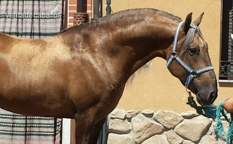 Palomino pre entero en alta escuela único magnífico  in 