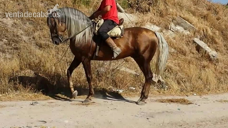 Caballos Pura Raza Española (P.R.E.) Pura Raza Española - Palomino pre entero en alta escuela único magnífico 