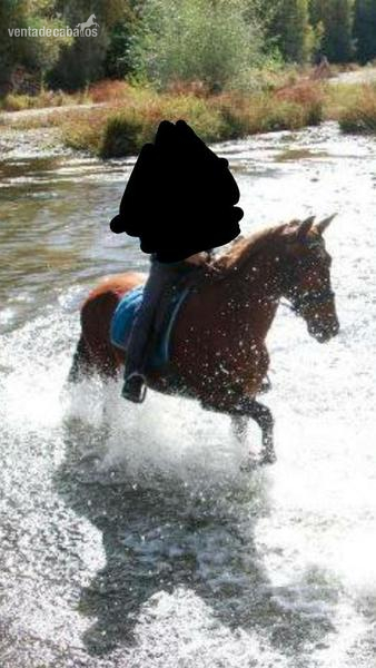 En venta Yegua polivalente - Yeguas