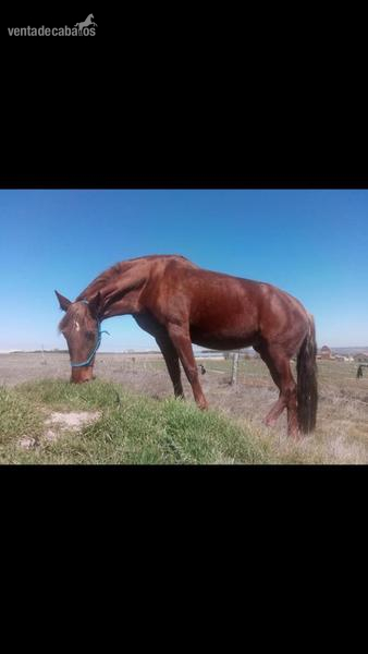  En venta Yegua polivalente