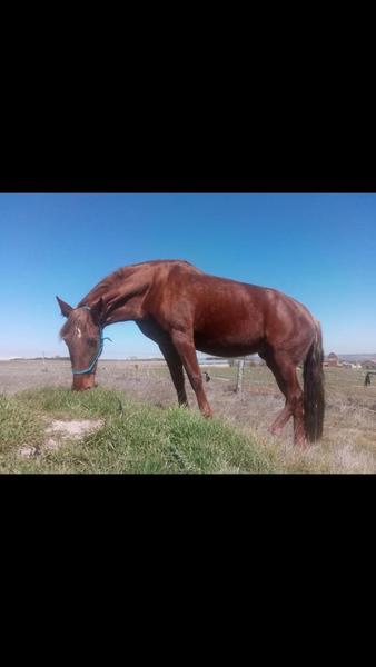  En venta Yegua polivalente