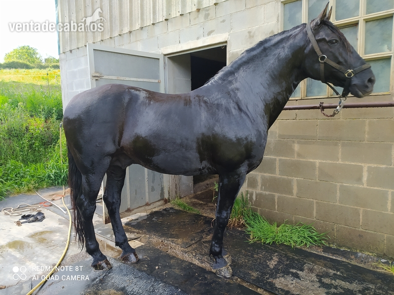 Se vende caballo in 