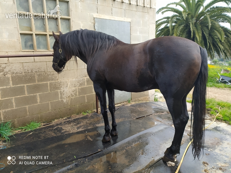 Caballos Enteros Cruzado de español - Se vende caballo