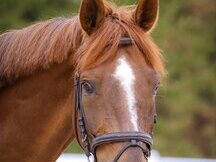 Quiero compartir mi caballo en Madrid, El Pardo