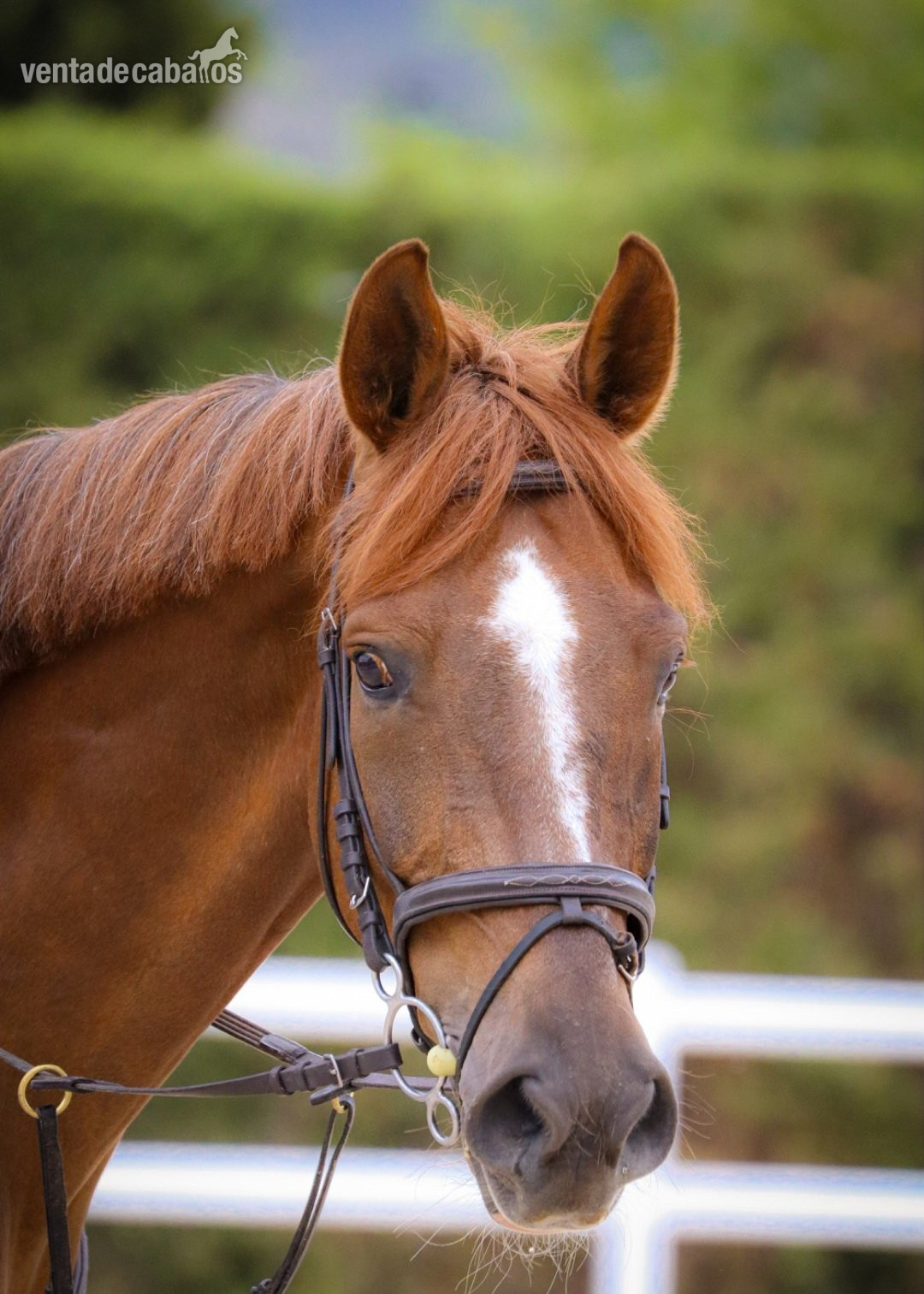 Caballo Hispano Árabe EMPTY - Quiero compartir mi caballo en Madrid, El Pardo