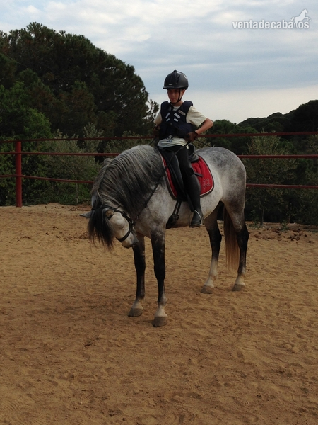 CABALLO PARA CLASES PRE  in 