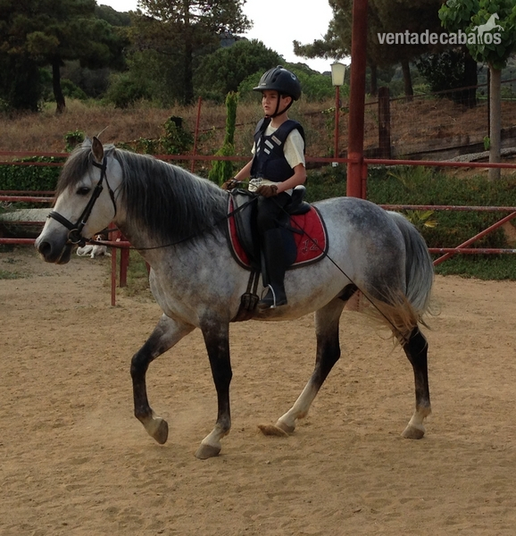 Caballos Pura Raza Española (P.R.E.) Pura Raza Española - CABALLO PARA CLASES PRE 
