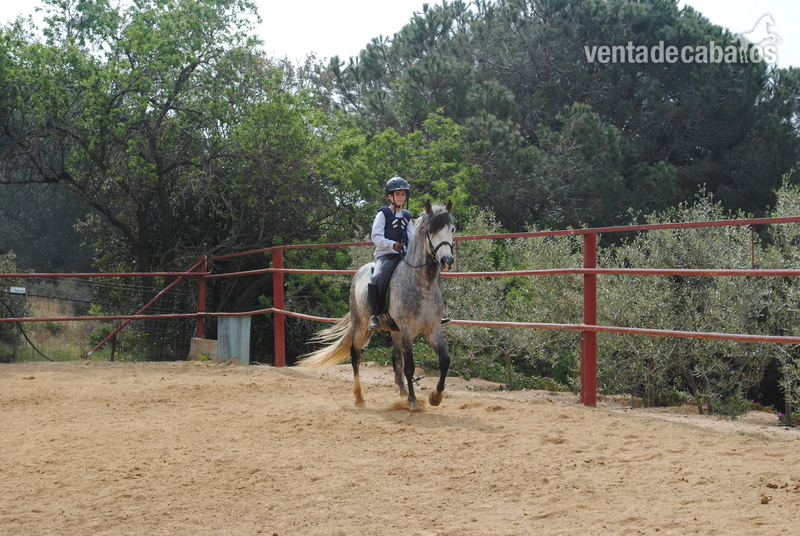 CABALLO PARA CLASES PRE  - Caballos Pura Raza Española (P.R.E.) Pura Raza Española