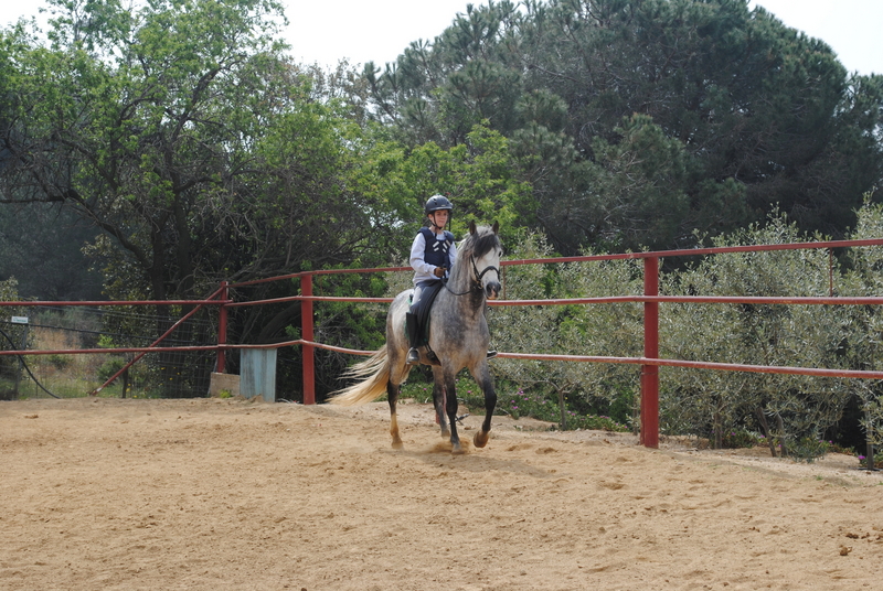 CABALLO PARA CLASES PRE  - Caballos Pura Raza Española (P.R.E.) Pura Raza Española
