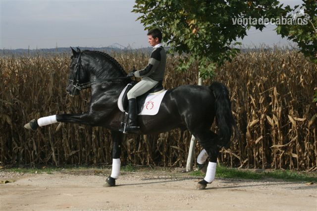 BANDOLERO CXIV- P.R.E. NEGRO in 