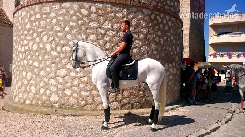 Caballo PRE 10años nieto de ORFEBRE in 