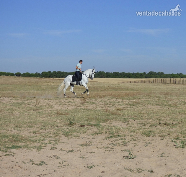 Caballos Pura Raza Española (P.R.E.) Pura Raza Española - Caballo PRE 10años nieto de ORFEBRE