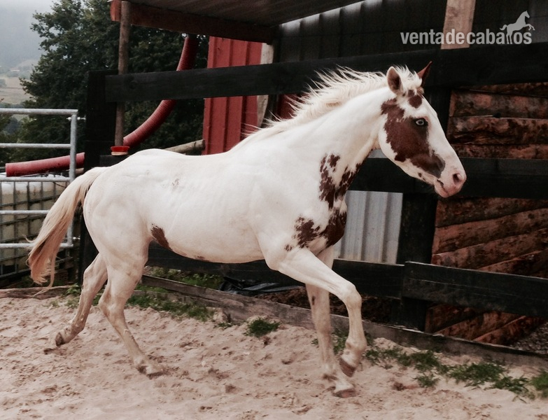 Potro American paint horse Zip the bally in 