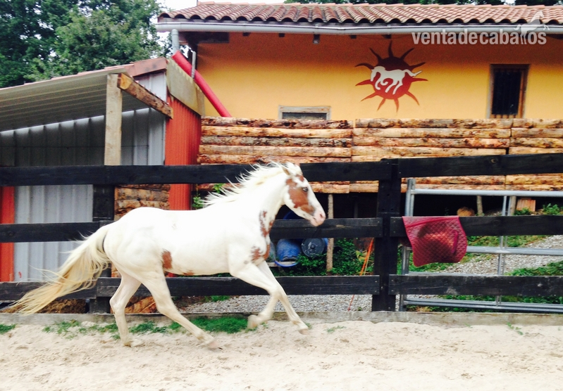 American paint horse