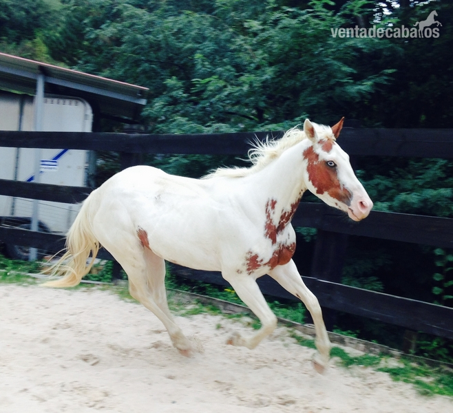 American paint horse {TYPE}
